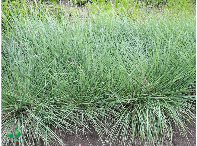 Helictotrichon sempervirens